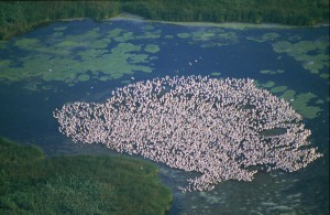 rumaenien_delta_622